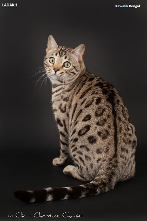 male bengal snow sepia spotted